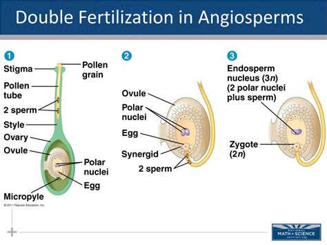 double fertilization in angiosperms results in:|The beginning of a seed: regulatory mechanisms of double .